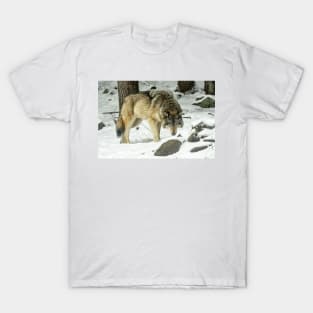 Eastern Gray Wolf T-Shirt